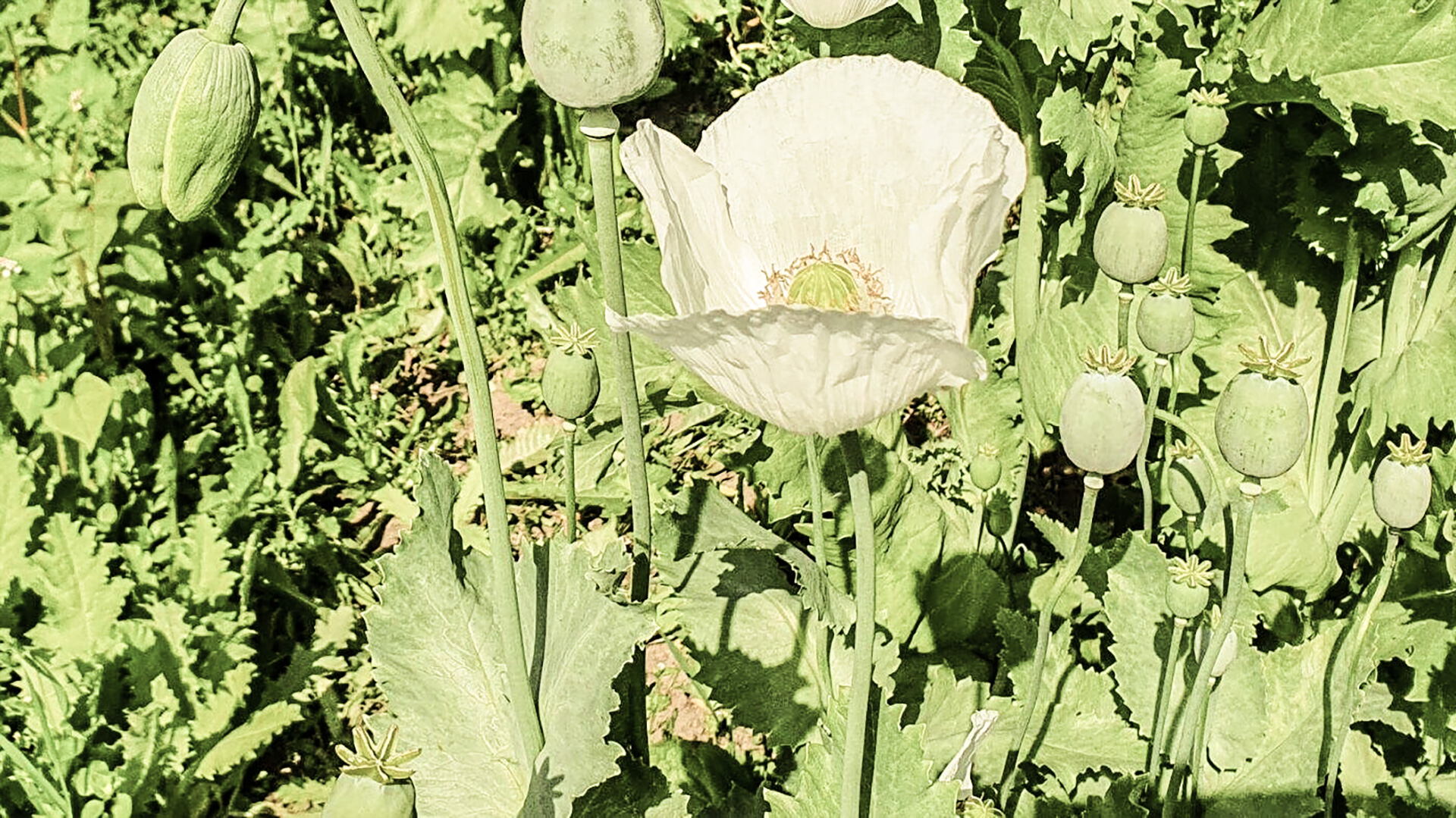 Weisse Mohnblüte